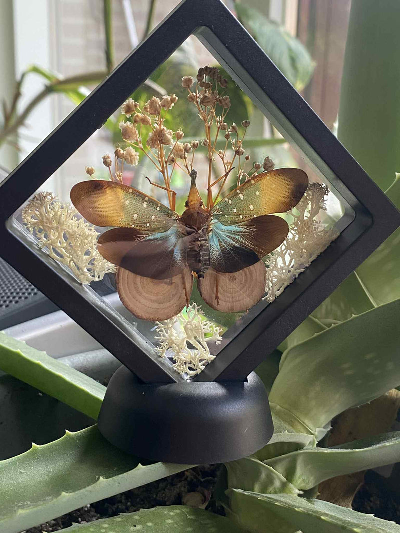 Floating Frames - Opgezette Werelden