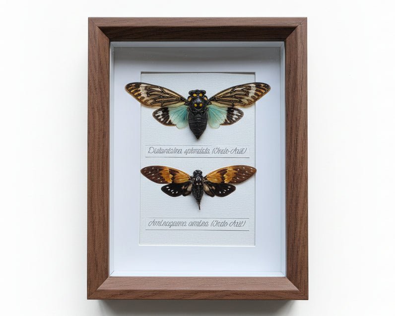 Hemiptera - Cicaden en wantsen - Opgezette Werelden