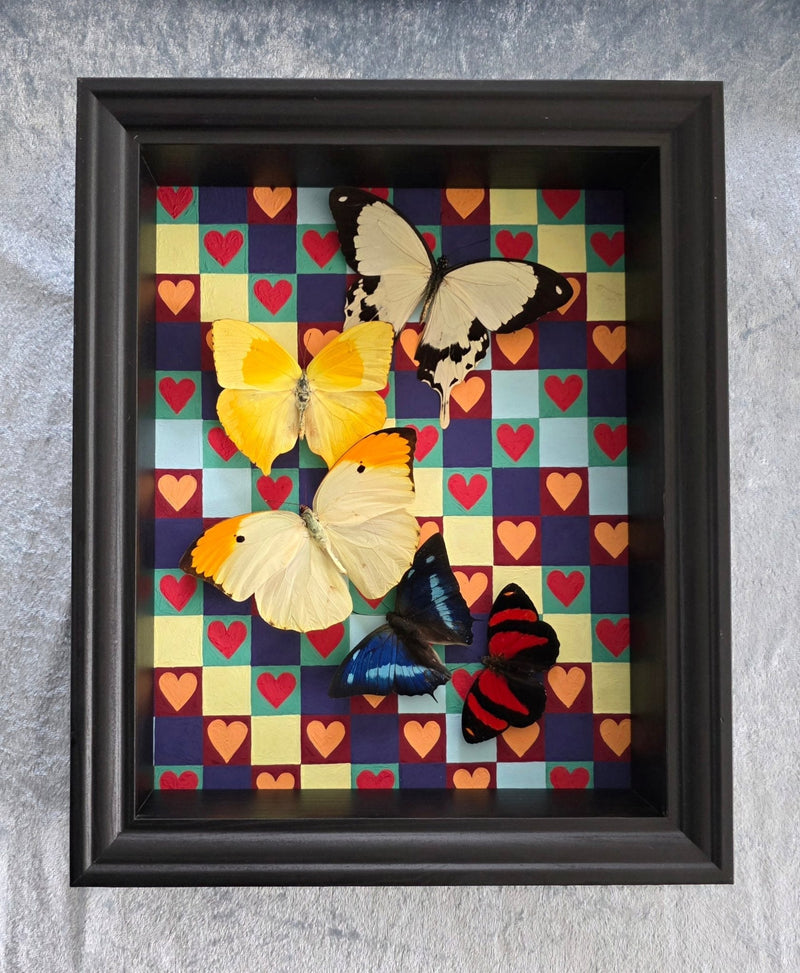 Lepidoptera - Vlinders en motten - Opgezette Werelden