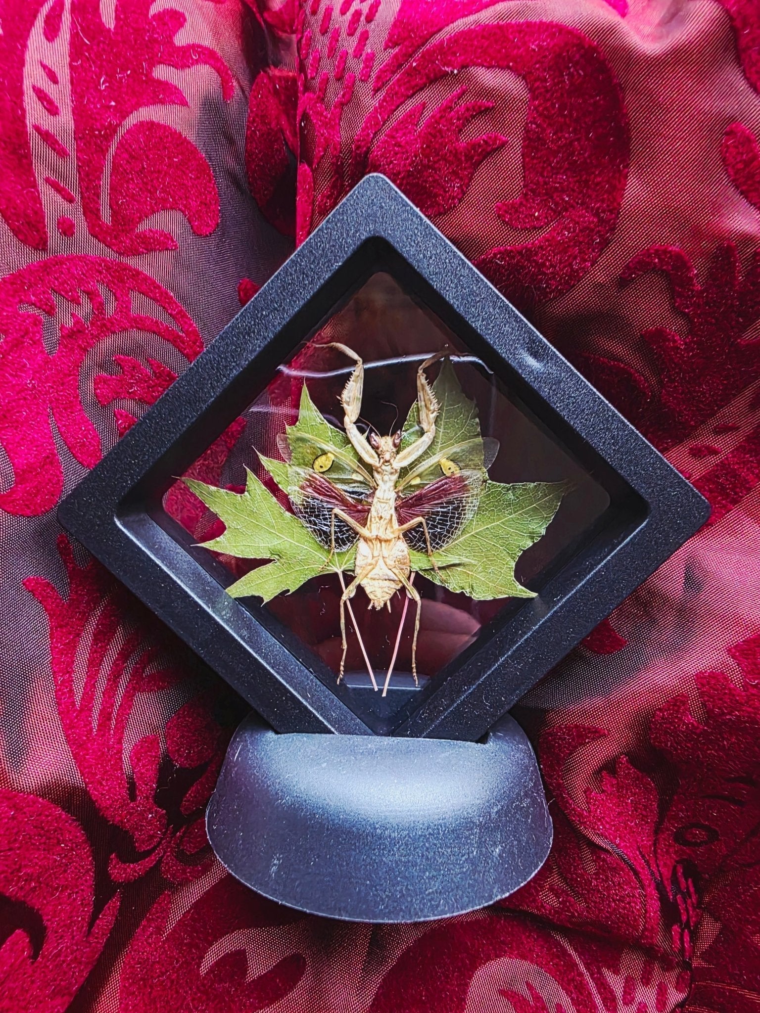Mantodea - Bidsprinkhanen - Opgezette Werelden