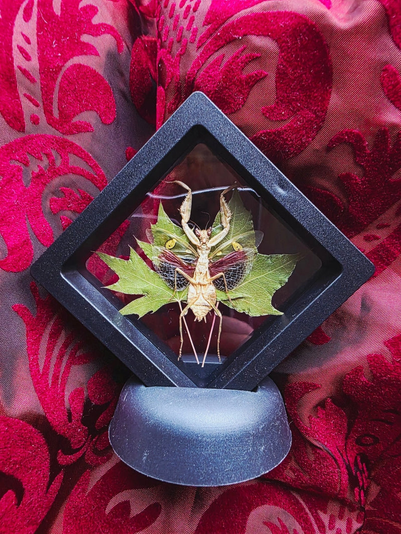 Mantodea - Bidsprinkhanen - Opgezette Werelden