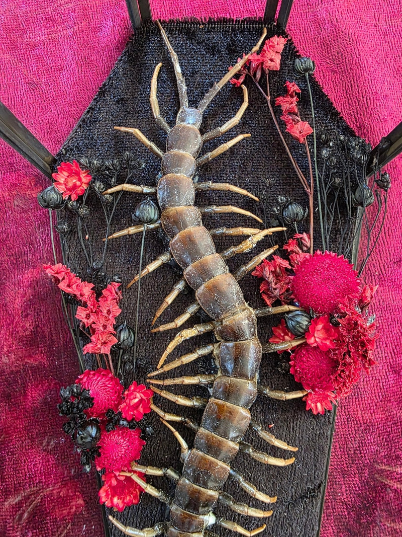 Myriapoda - Duizendpoten en miljoenpoten - Opgezette Werelden