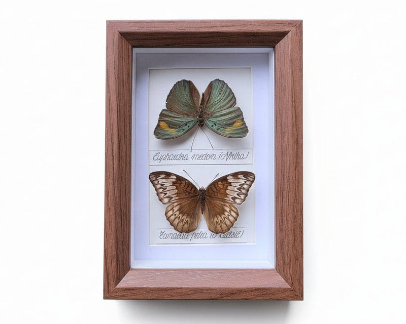 twee vlinders in minimalistische en moderne kader Euphaedra medon en Tanaecia pelea