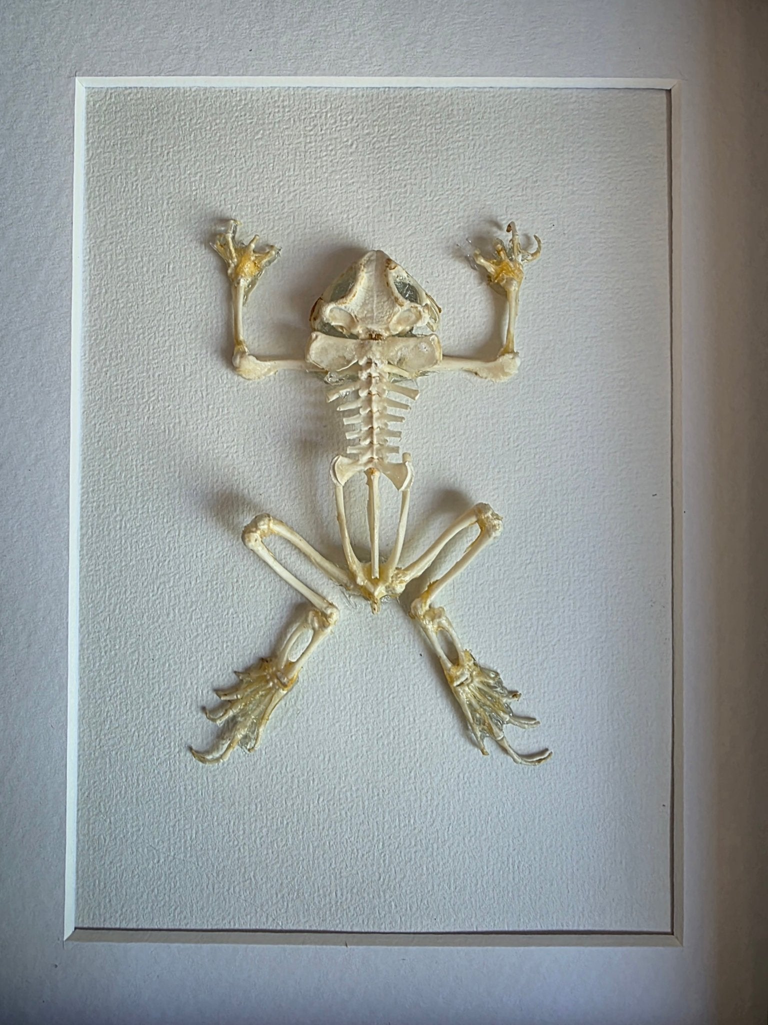 Vertebrata - Skelleten van gewervelden - Opgezette Werelden