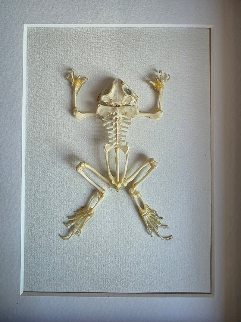 Vertebrata - Skelleten van gewervelden - Opgezette Werelden