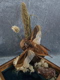 Lethocerus indicus waterbug stolp te koop