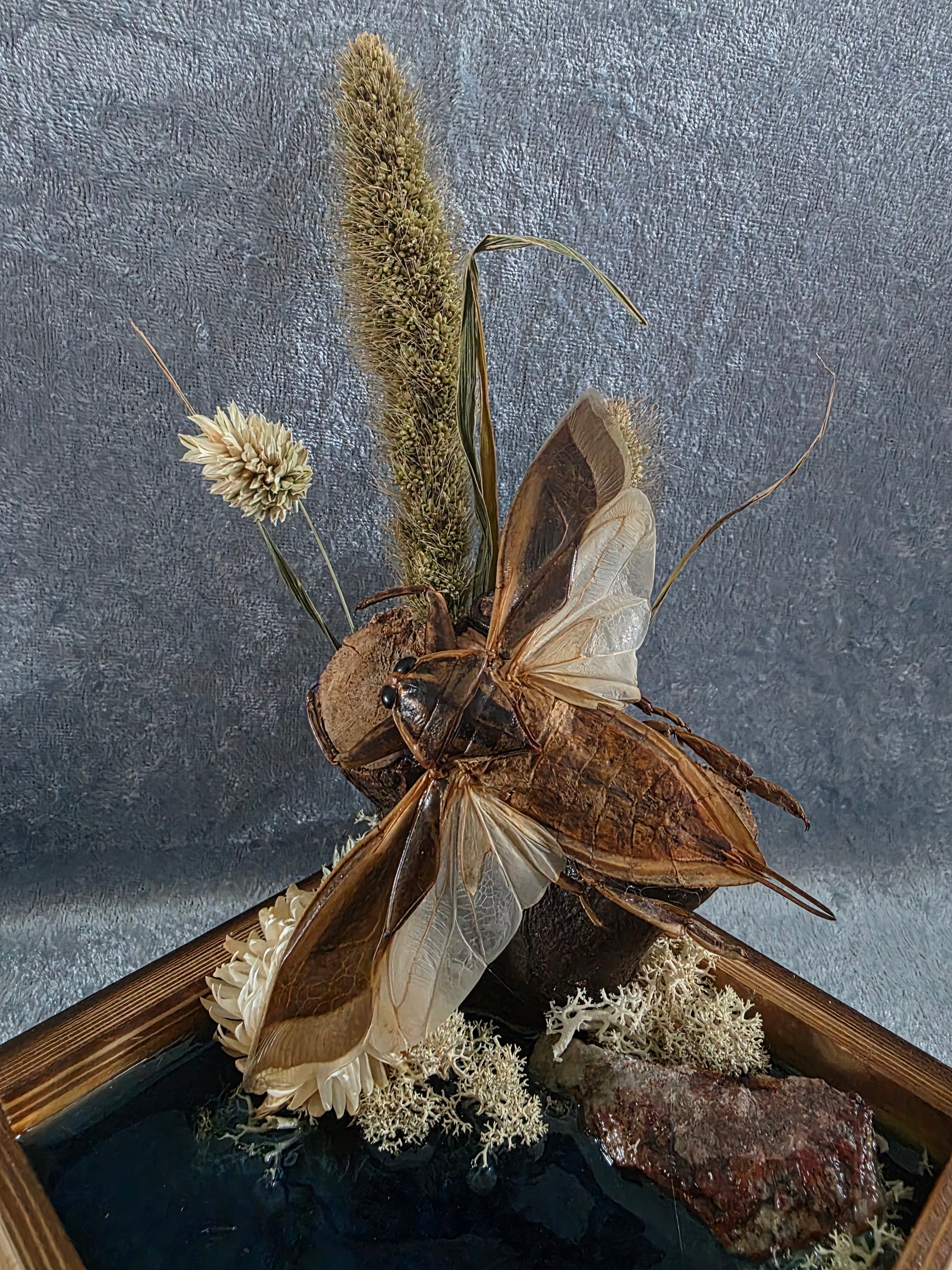 Lethocerus indicus waterbug stolp te koop