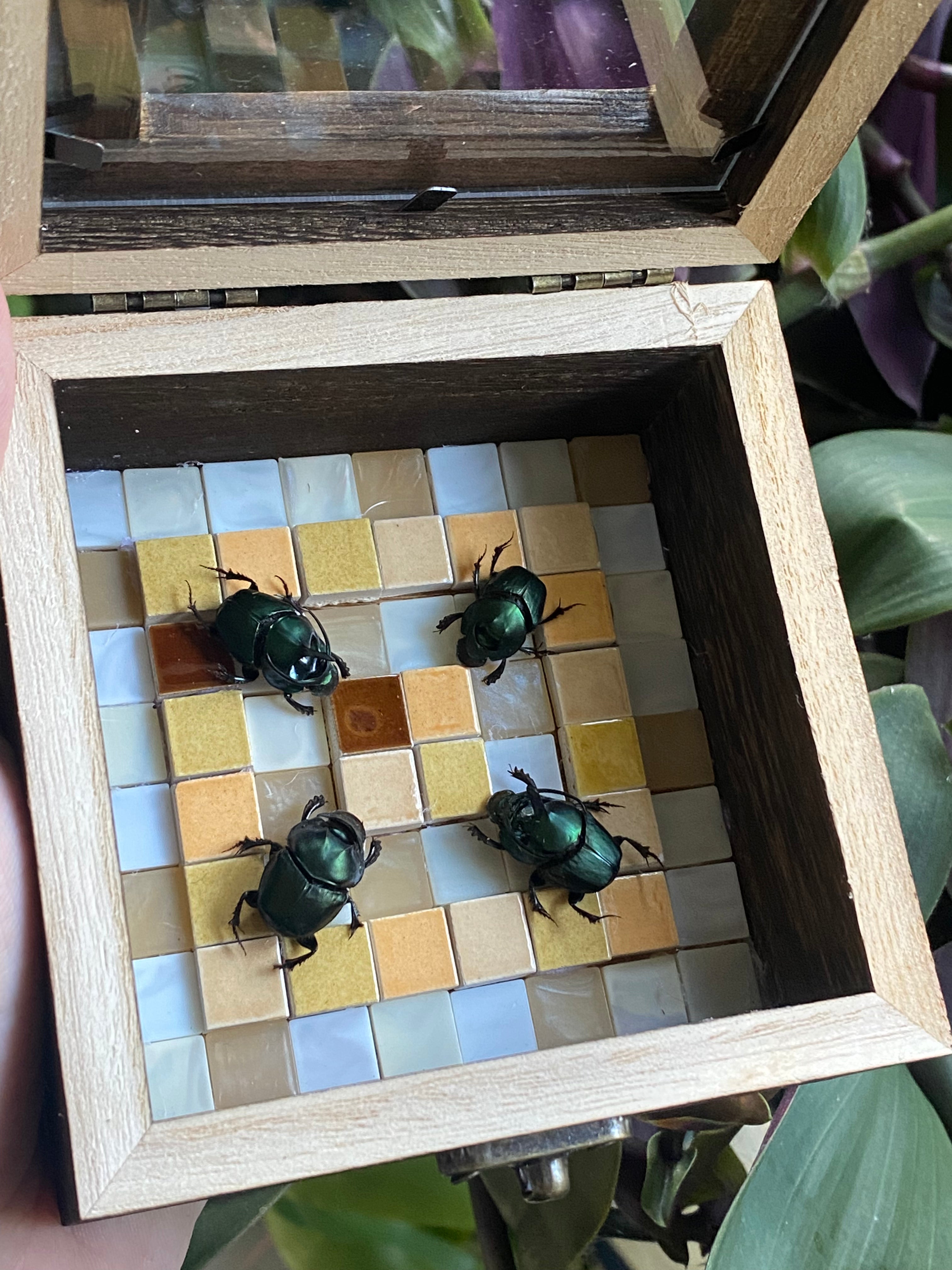 Onthophagus mouhouti twee paartjes twee mannetjes en twee vrouwtjes opberg kader met vierenzestig tegels met de hand ingelegd