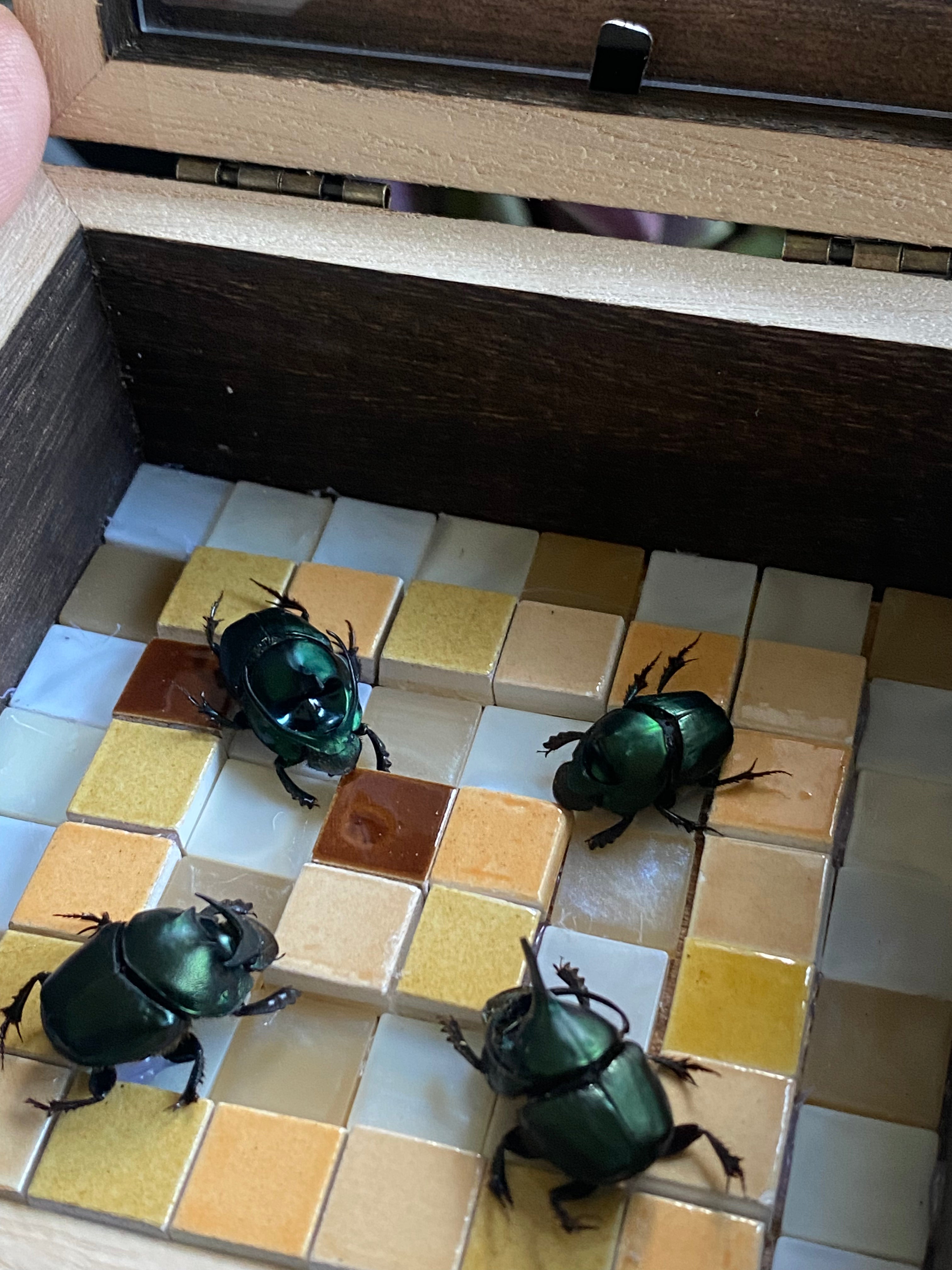 Onthophagus mouhouti twee paar twee mannetjes en twee vrouwtjes in opberg kader met vierenzestig tegels met de hand ingelegd