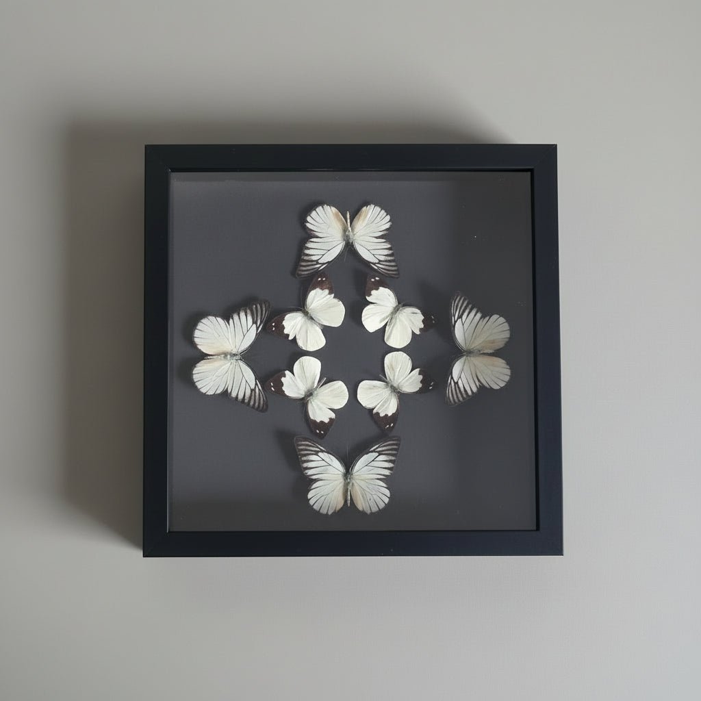 Acht vlinders in kader: Prioneris philonome en Apias indra - Opgezette Werelden