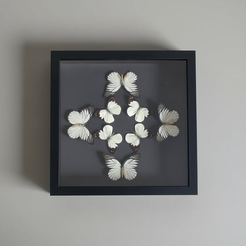 Acht vlinders in kader: Prioneris philonome en Apias indra - Opgezette Werelden