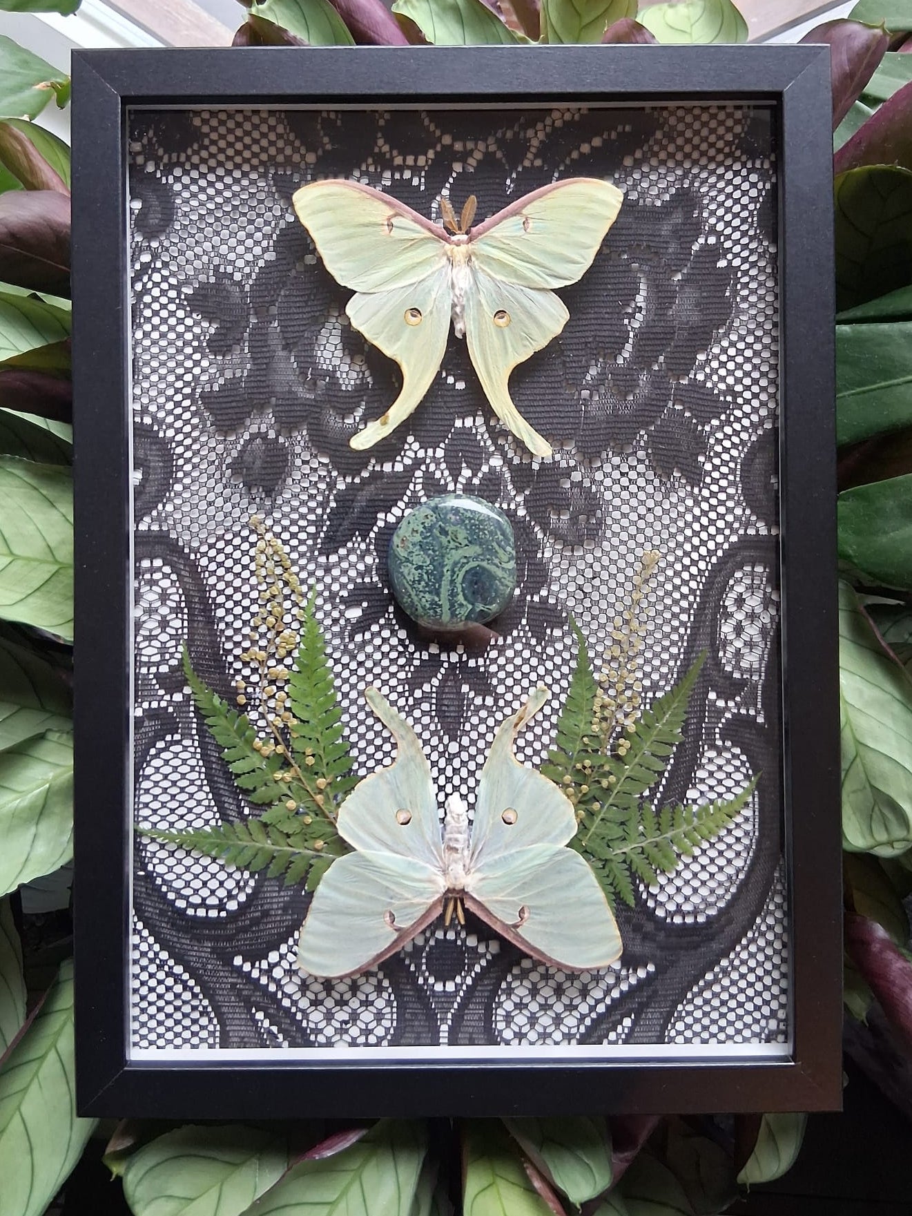 Actias luna met kambaba jaspis kader - Opgezette Werelden
