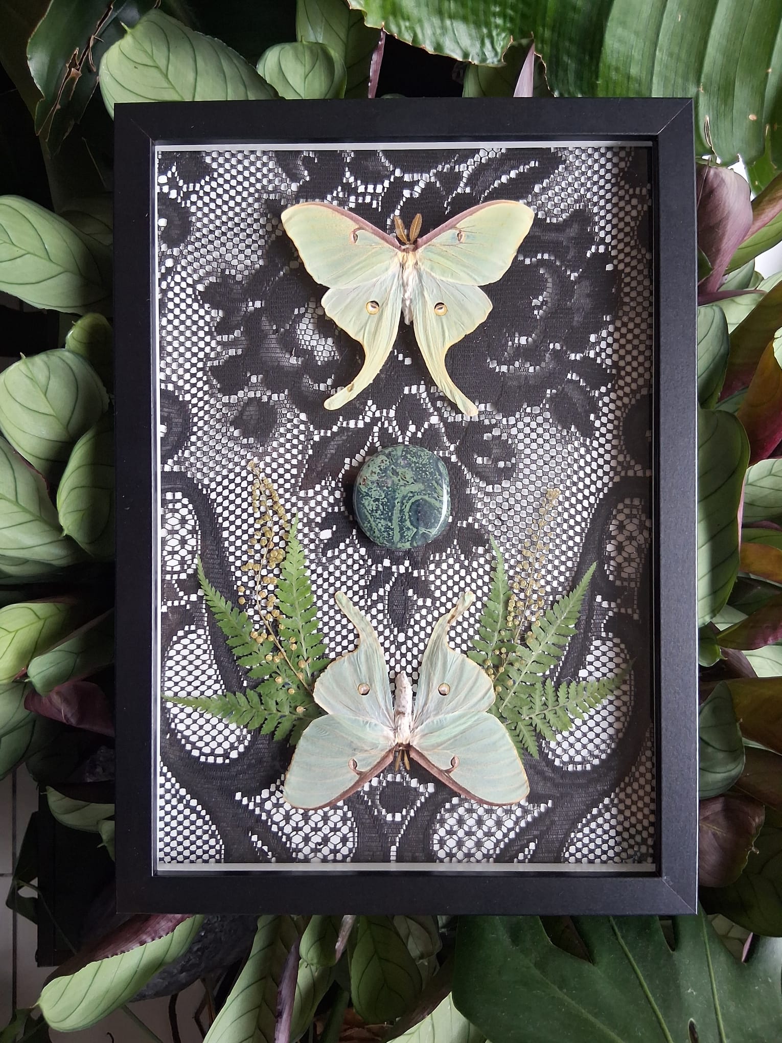 Actias luna met kambaba jaspis kader - Opgezette Werelden