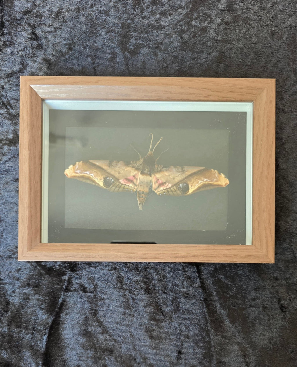 Amplypterus panopus (Mangopijlstaart) – Bruine Kader met Zwarte Achtergrond - Opgezette Werelden