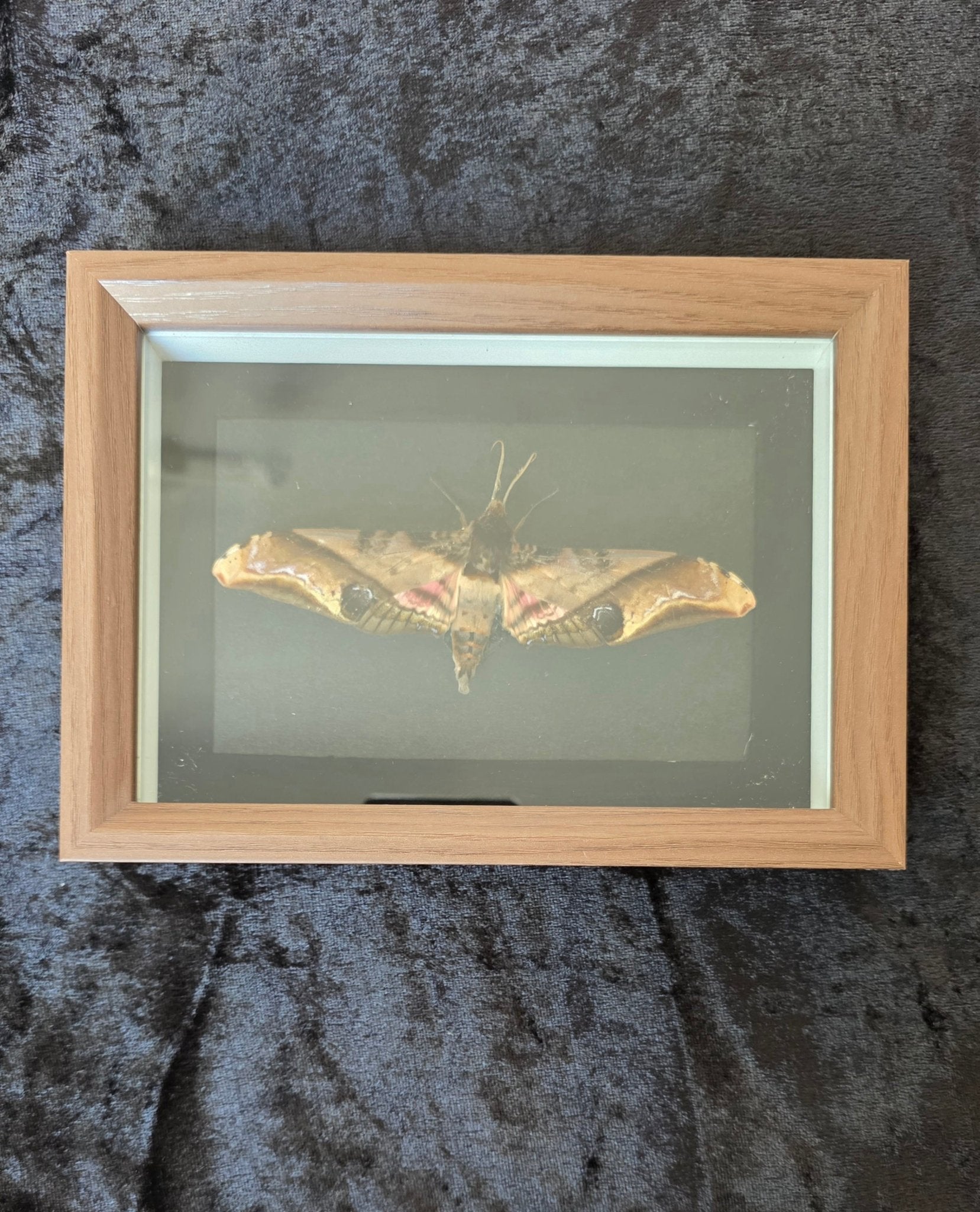 Amplypterus panopus (Mangopijlstaart) – Bruine Kader met Zwarte Achtergrond - Opgezette Werelden