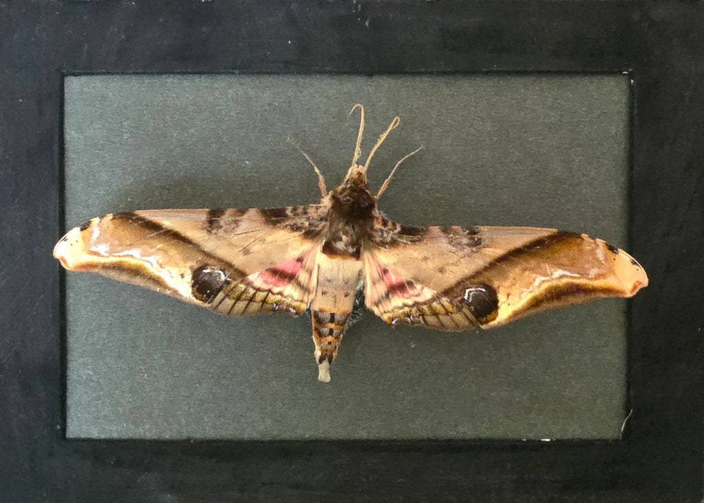 Amplypterus panopus (Mangopijlstaart) – Bruine Kader met Zwarte Achtergrond - Opgezette Werelden