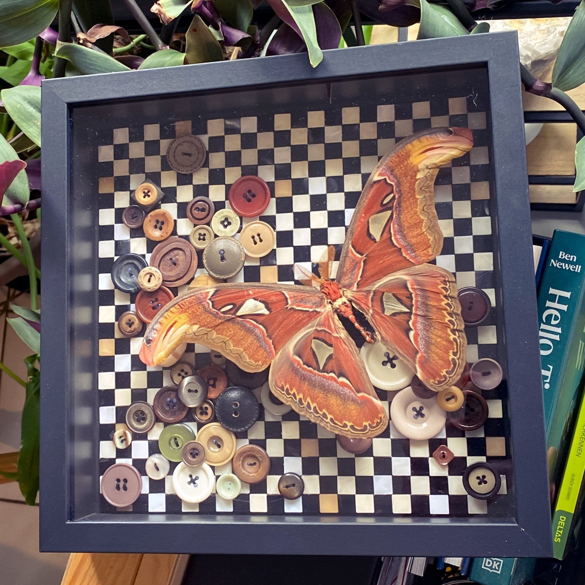 Attacus atlas (Snake Head Moth) in Kader met Dambordmotief en Knopen - Opgezette Werelden