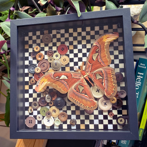 Attacus atlas (Snake Head Moth) in Kader met Dambordmotief en Knopen - Opgezette Werelden