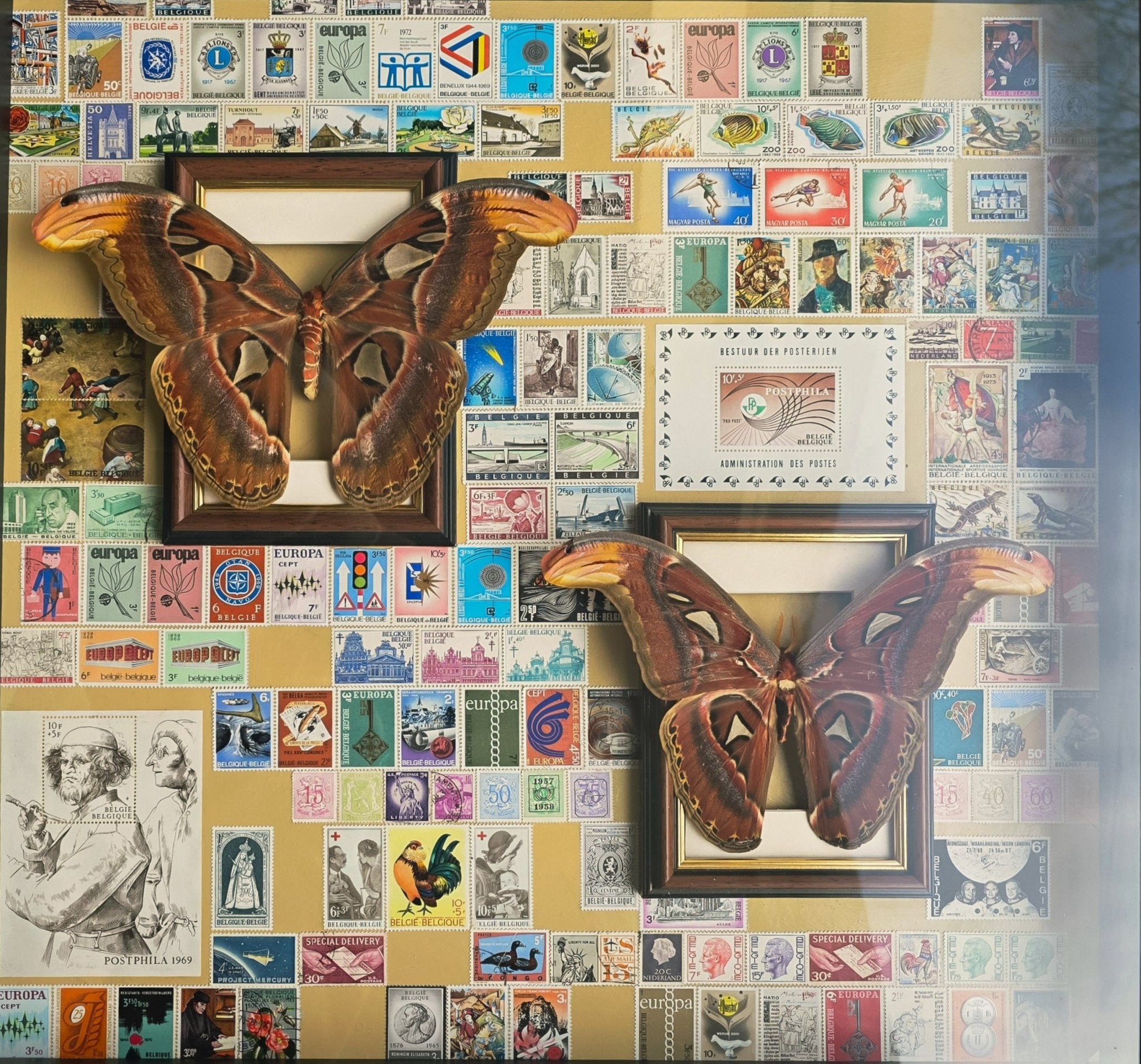 Attacus atlas (Snake Head Moth) – Mannetje & Vrouwtje in Kader met Postzegels - Opgezette Werelden