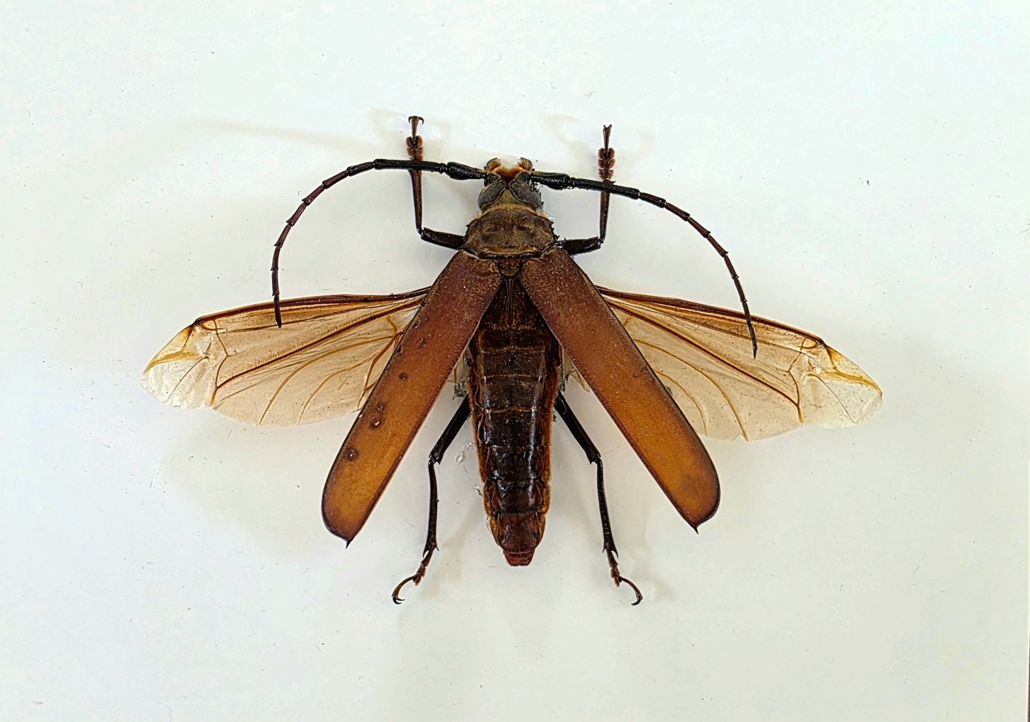 Callipogon cinnamomeus – Lichtbruine Kader - Opgezette Werelden