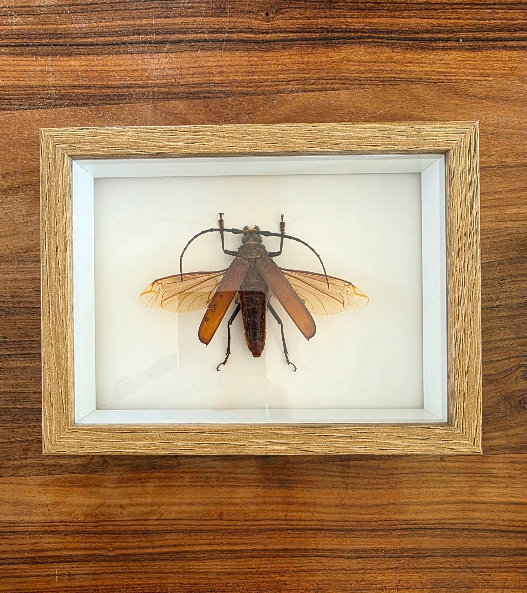 Callipogon cinnamomeus – Lichtbruine Kader - Opgezette Werelden
