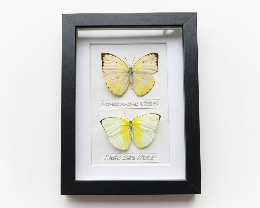Catopsilia pomona en Phoebis statira vlinders in kader - Opgezette Werelden