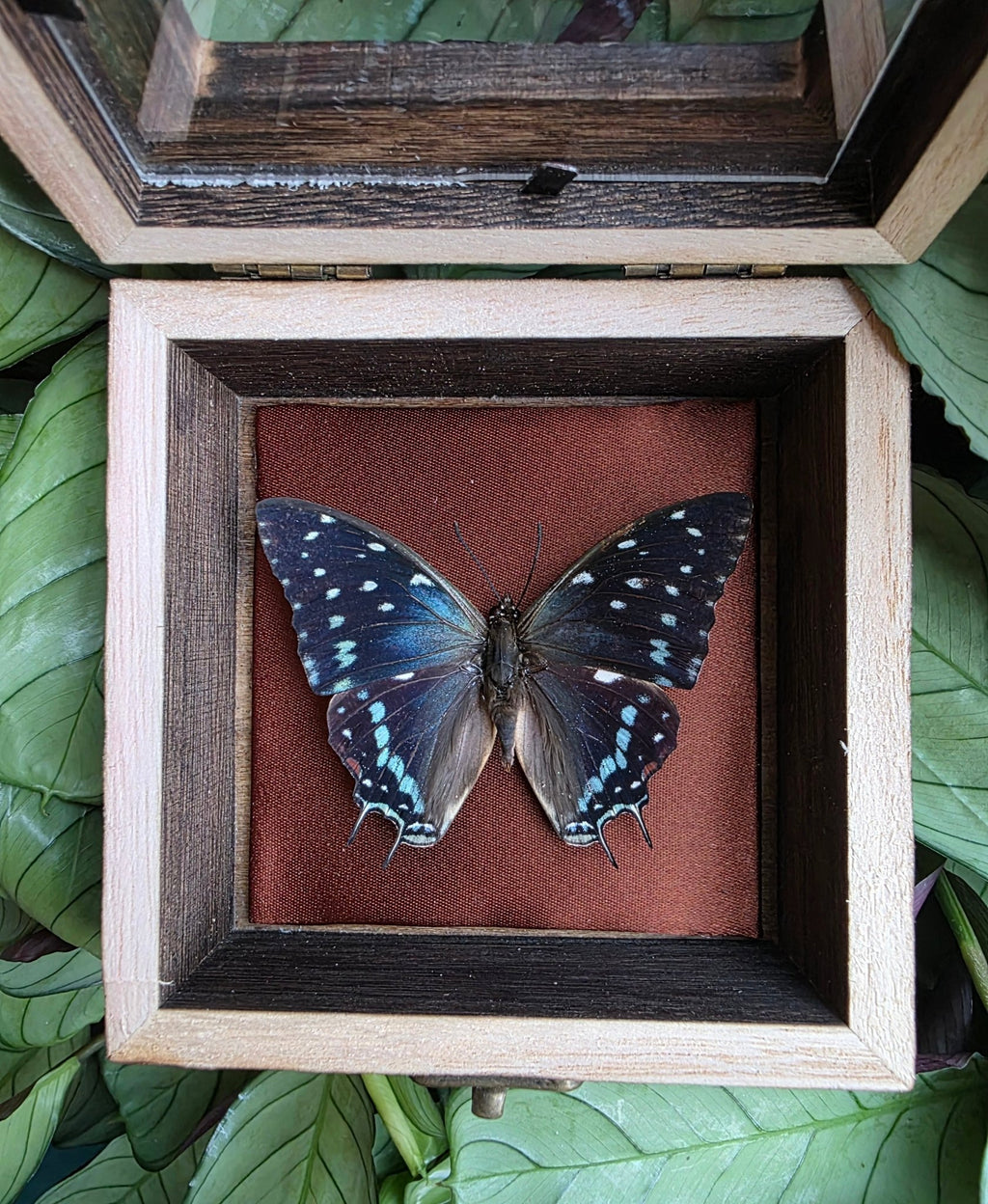 Charaxes etesipe in opbergkader bekleed met bruine stof - Opgezette Werelden