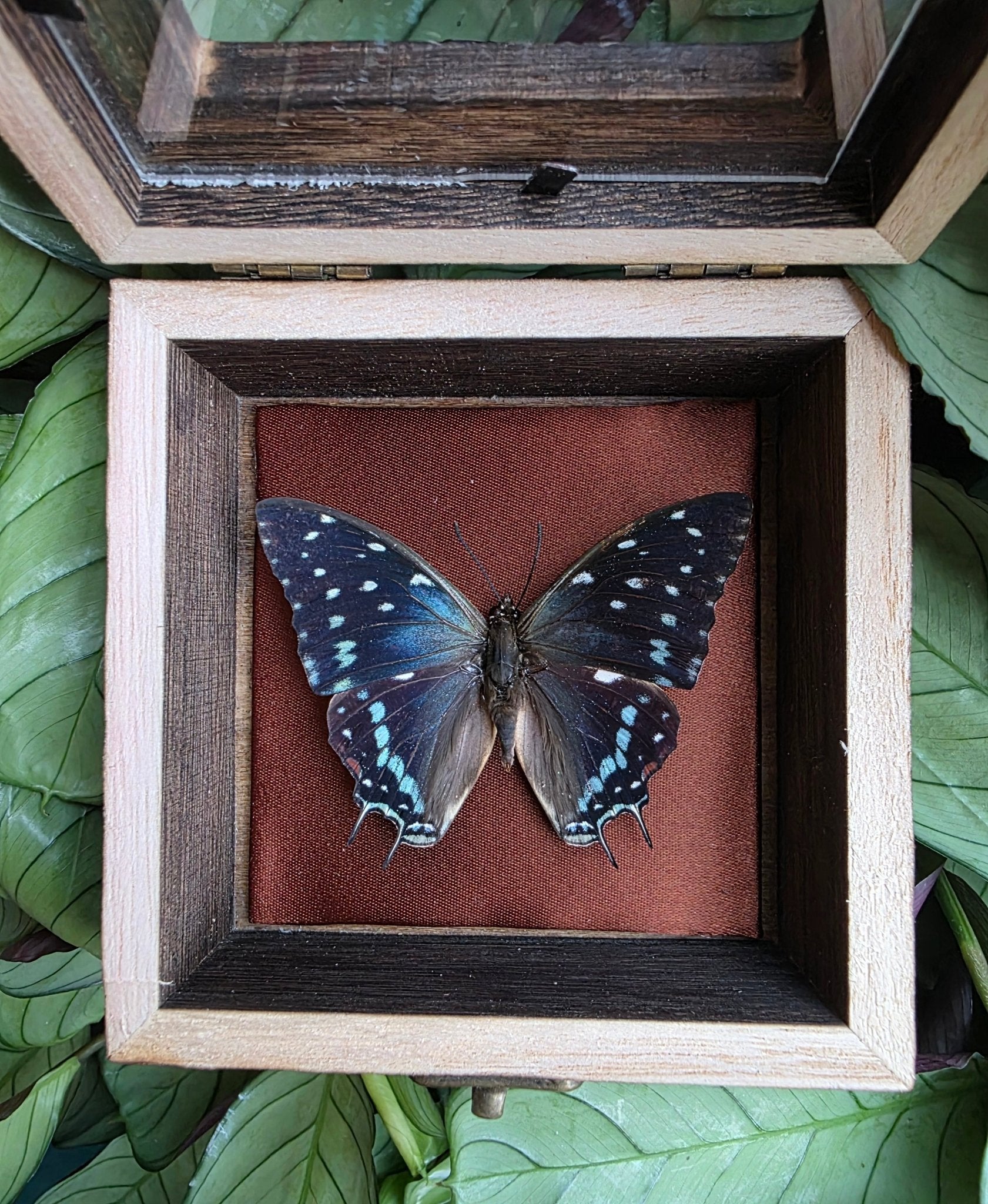 Charaxes etesipe in opbergkader bekleed met bruine stof - Opgezette Werelden