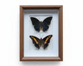 Charaxes tiridates en Charaxes castor vlinders in kader - Opgezette Werelden