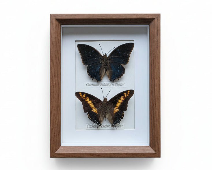 Charaxes tiridates en Charaxes castor vlinders in kader - Opgezette Werelden