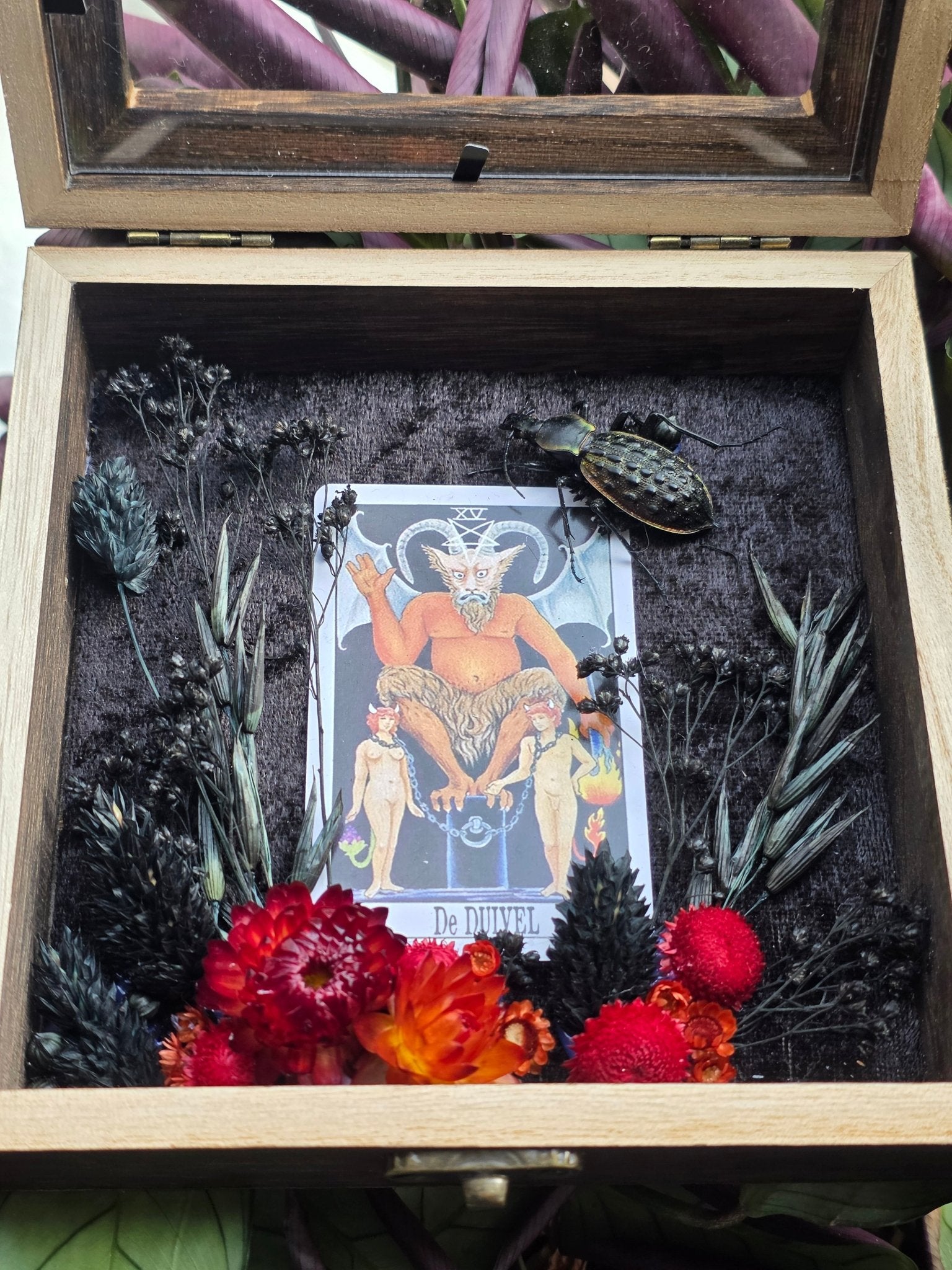 Coptolabrus augustus in opbergkader met tarotkaart De Duivel - Opgezette Werelden