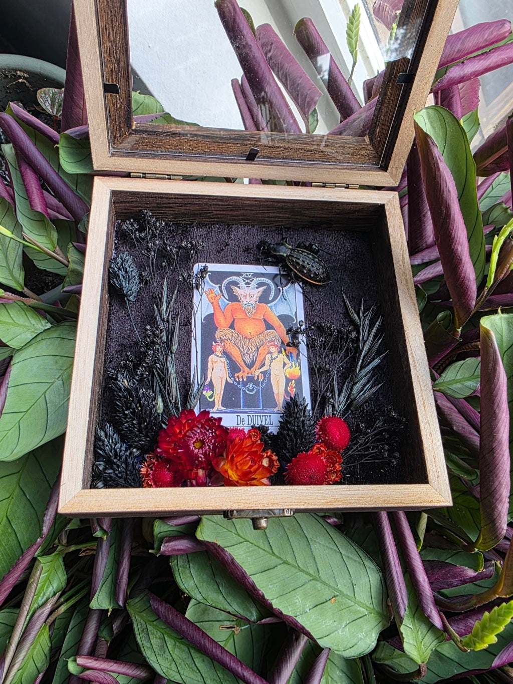 Coptolabrus augustus in opbergkader met tarotkaart De Duivel - Opgezette Werelden