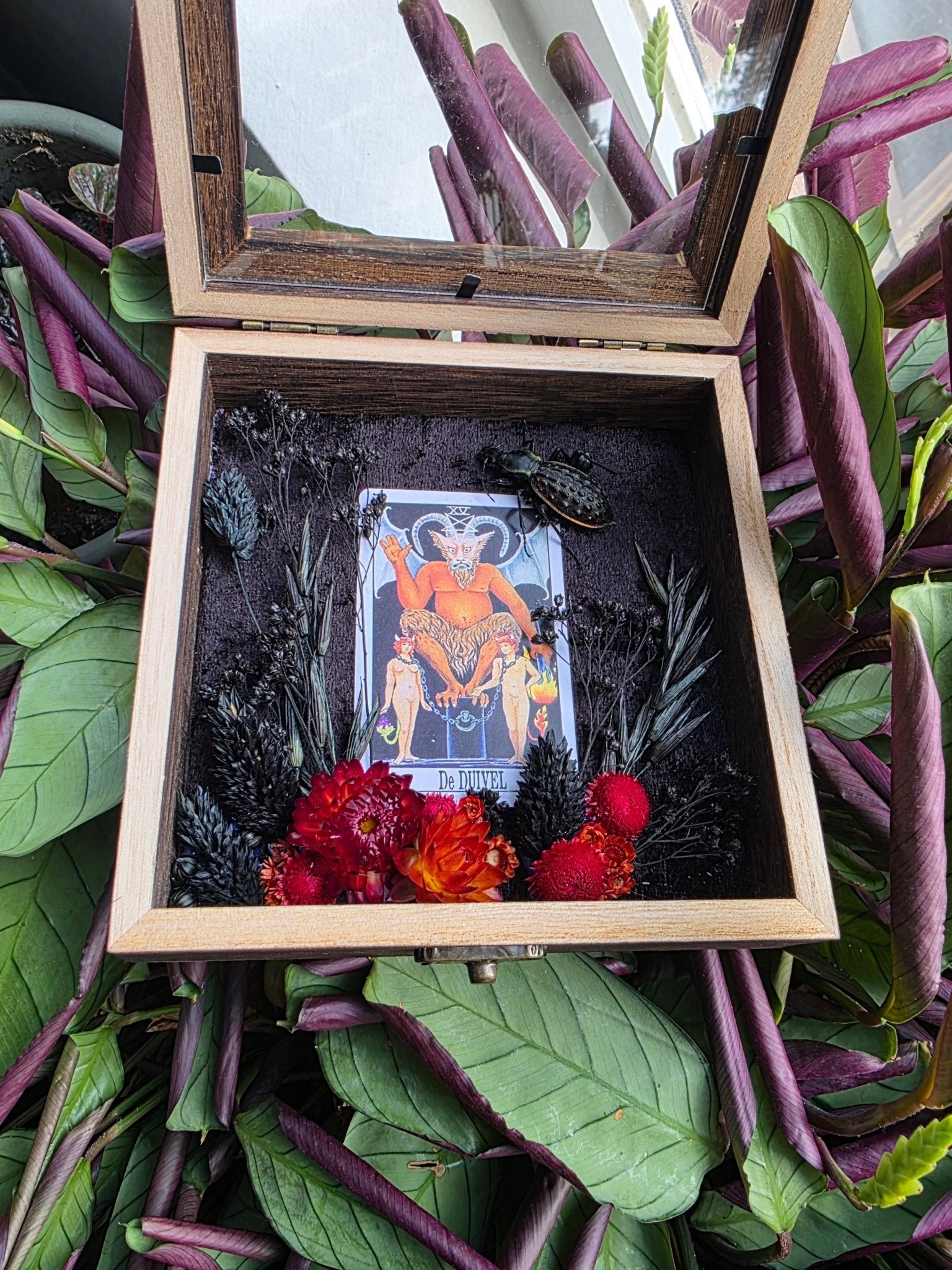 Coptolabrus augustus in opbergkader met tarotkaart De Duivel - Opgezette Werelden