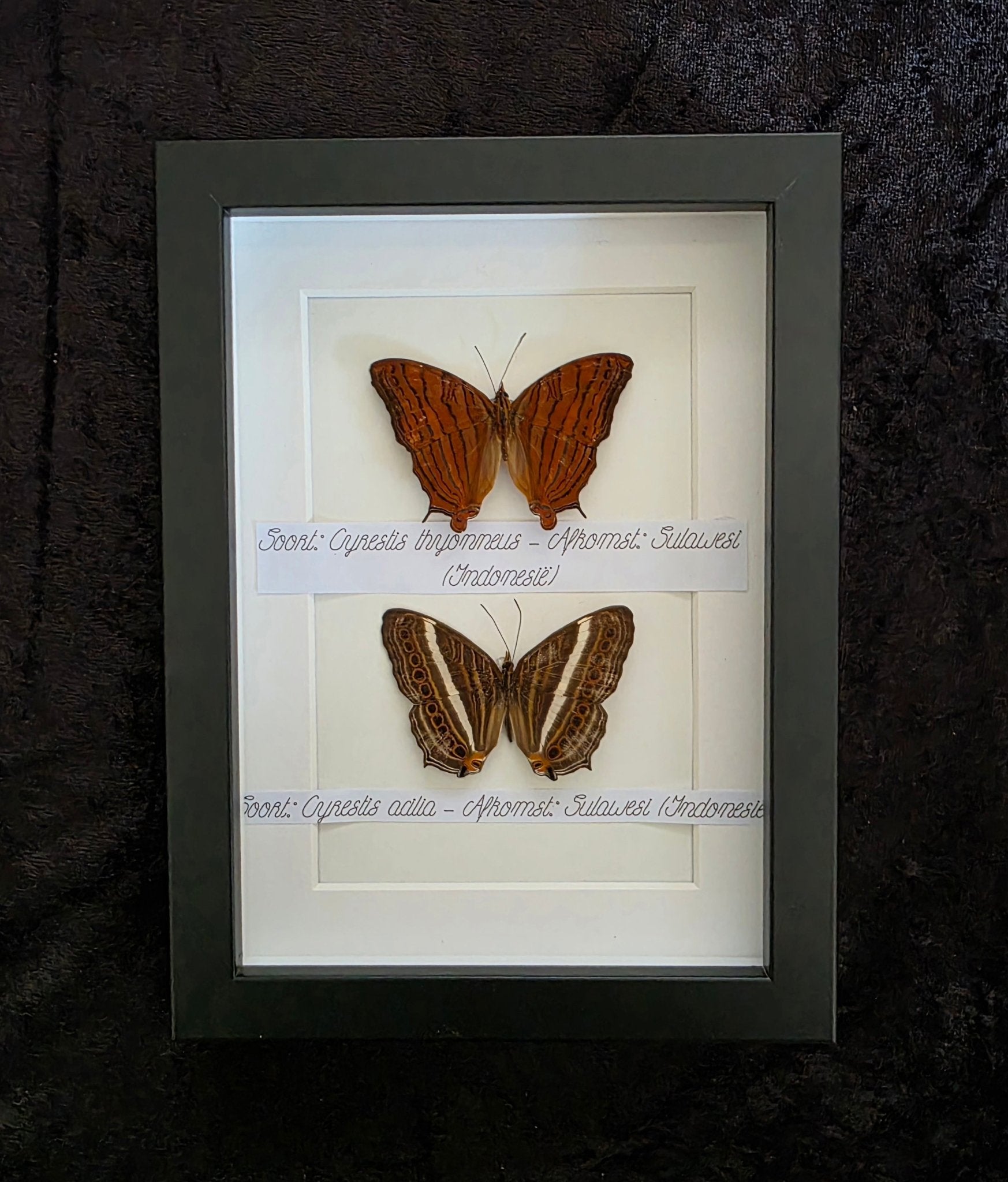 Cyrestis thyonneus & Cyrestis acillia (kaartenvlinders) – zwarte kader met witte achtergrond - Opgezette Werelden
