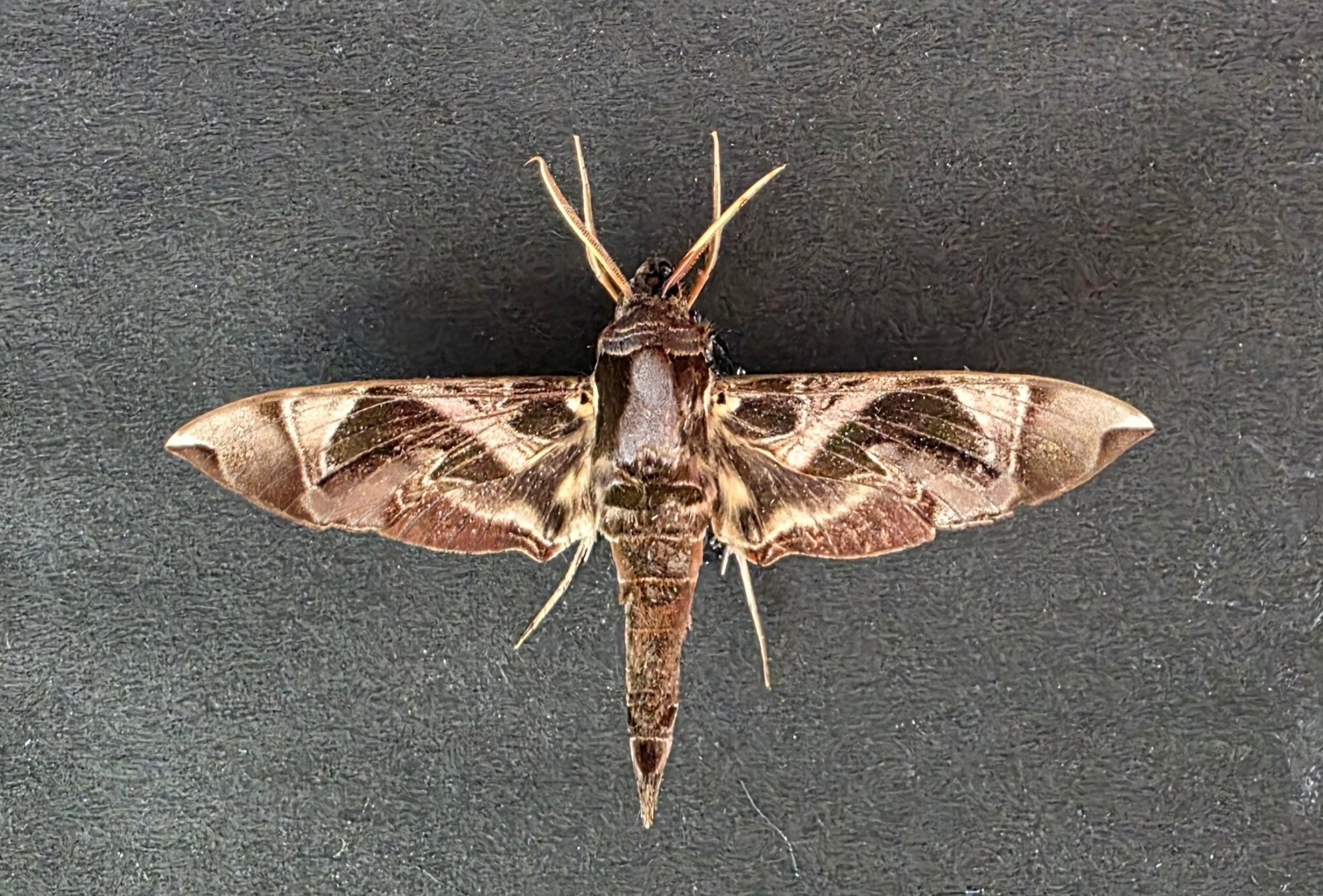 Daphnis hypothous (Pijlstaartmot) – Bruine Kader met Zwarte Achtergrond - Opgezette Werelden