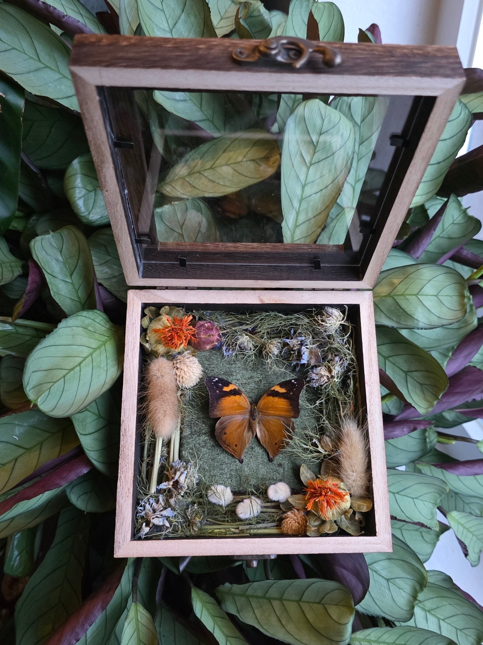 Doleschallia bisaltide Autumn Leaf vlinder in opbergkader met landschap van gedroogde bloemen - Opgezette Werelden