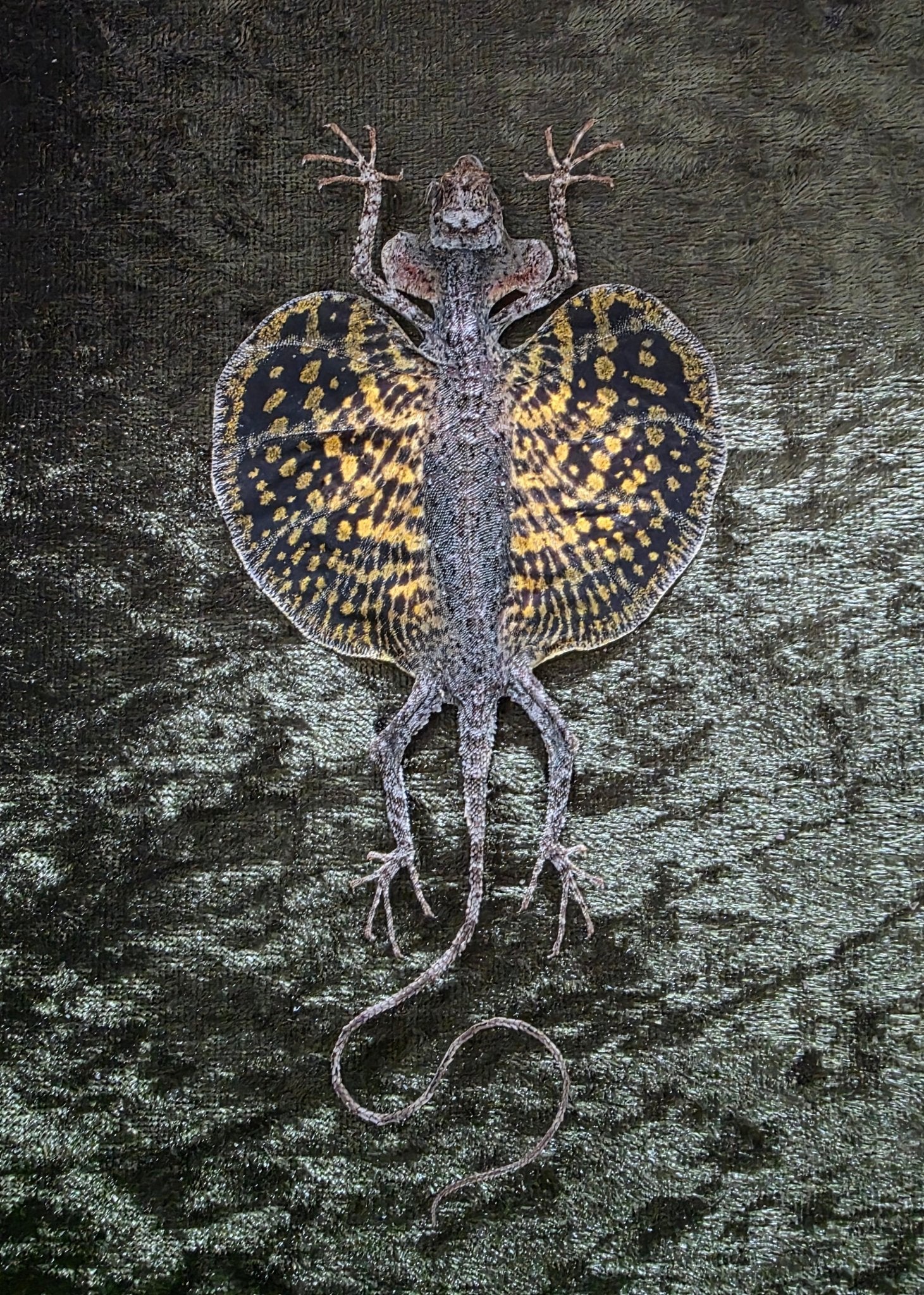 Draco sp. (Vliegend Draakje) – Kader met handbeklede groene achtergrond - Opgezette Werelden