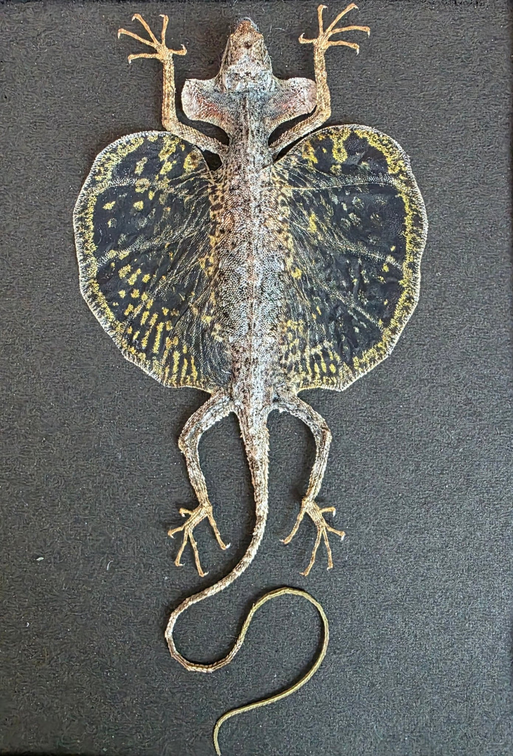 Draco sp. (Vliegend Draakje) – Kader met Zwarte Achtergrond - Opgezette Werelden