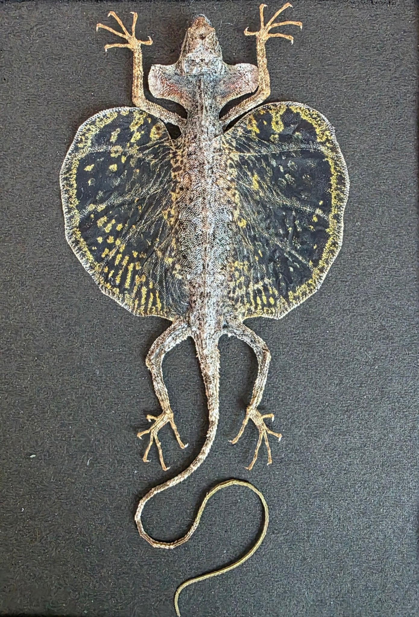 Draco sp. (Vliegend Draakje) – Kader met Zwarte Achtergrond - Opgezette Werelden