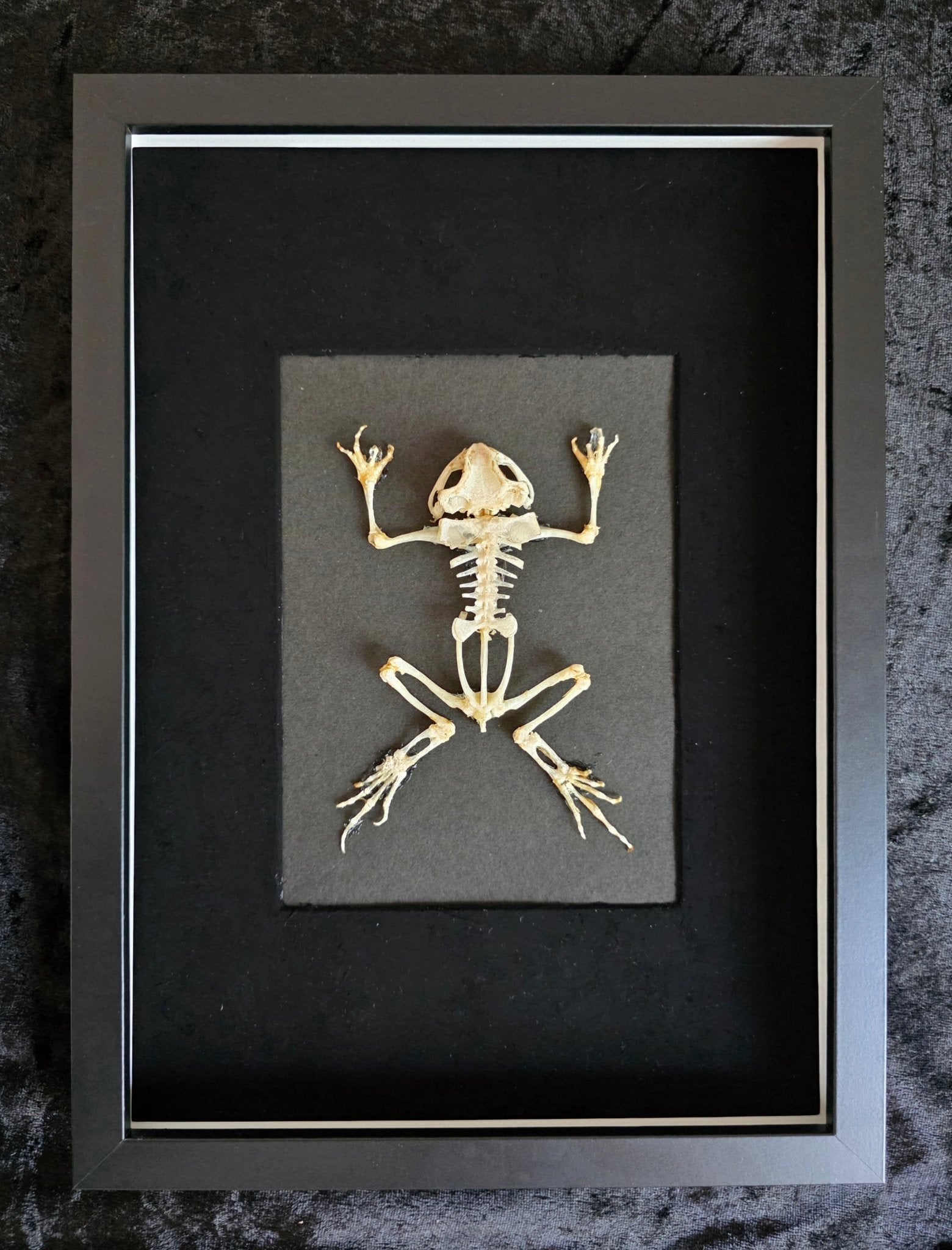 Duttaphrynus melanostictus – Kikkerskelet in Kader - Opgezette Werelden