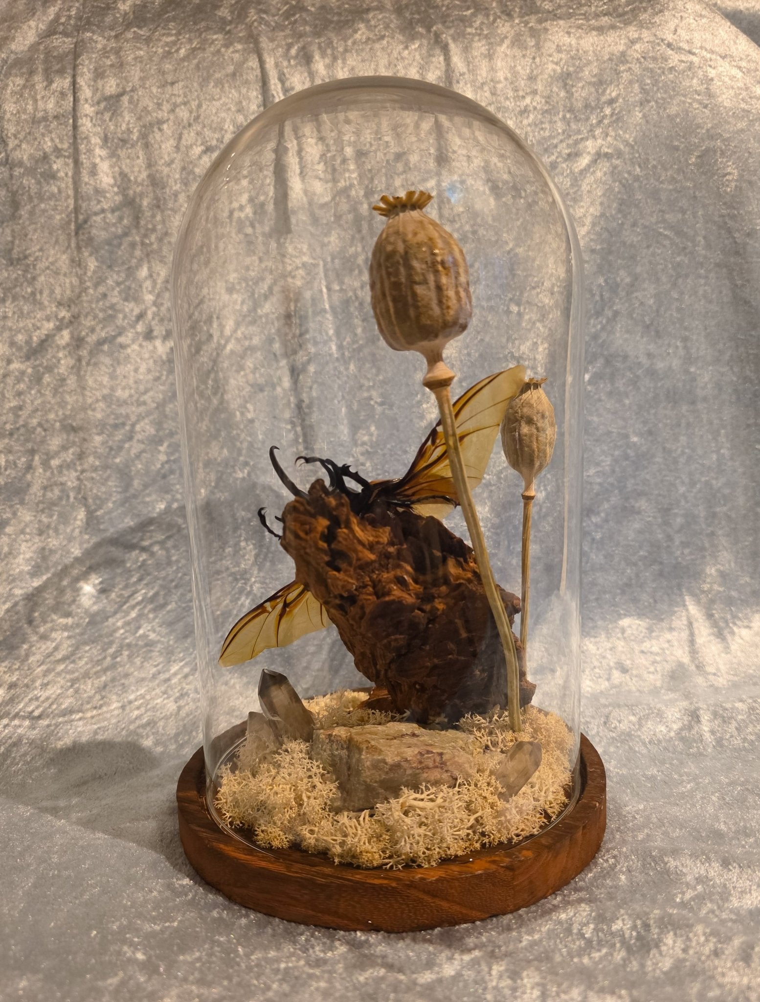 Eupatorus gracilicornis met rookkwarts punten en jaspis in grote stolp - Opgezette Werelden