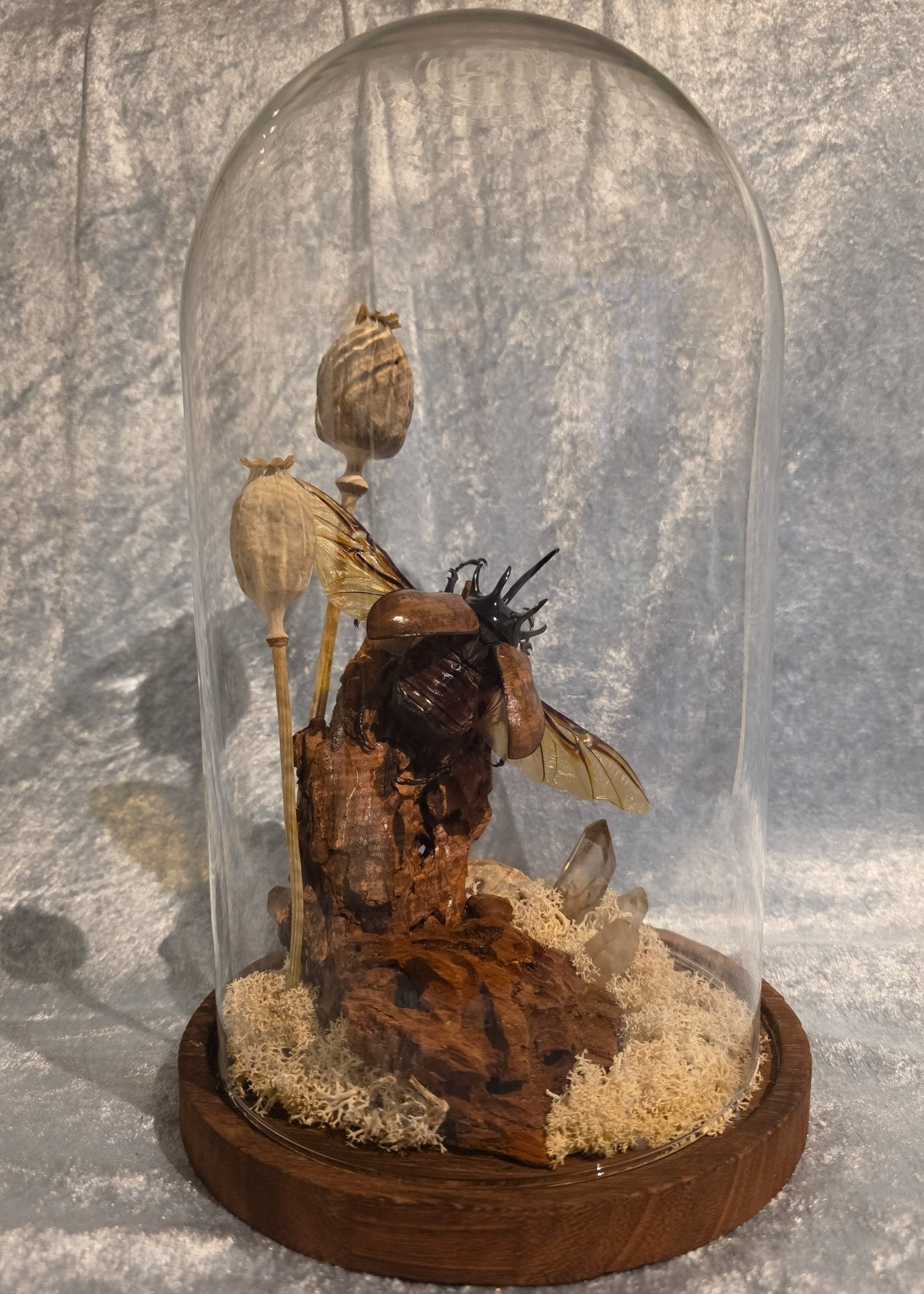 Eupatorus gracilicornis met rookkwarts punten en jaspis in grote stolp - Opgezette Werelden