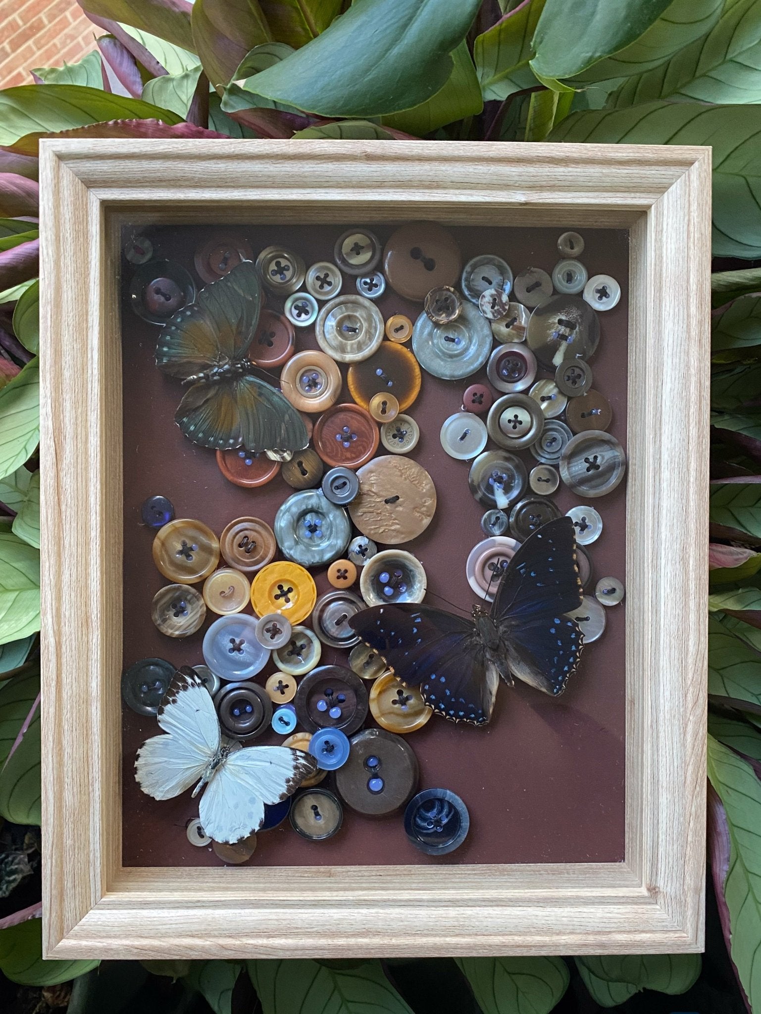 Euphaedra medon, Charaxes tiridates en Belenois calypso met knopen in kader - Opgezette Werelden