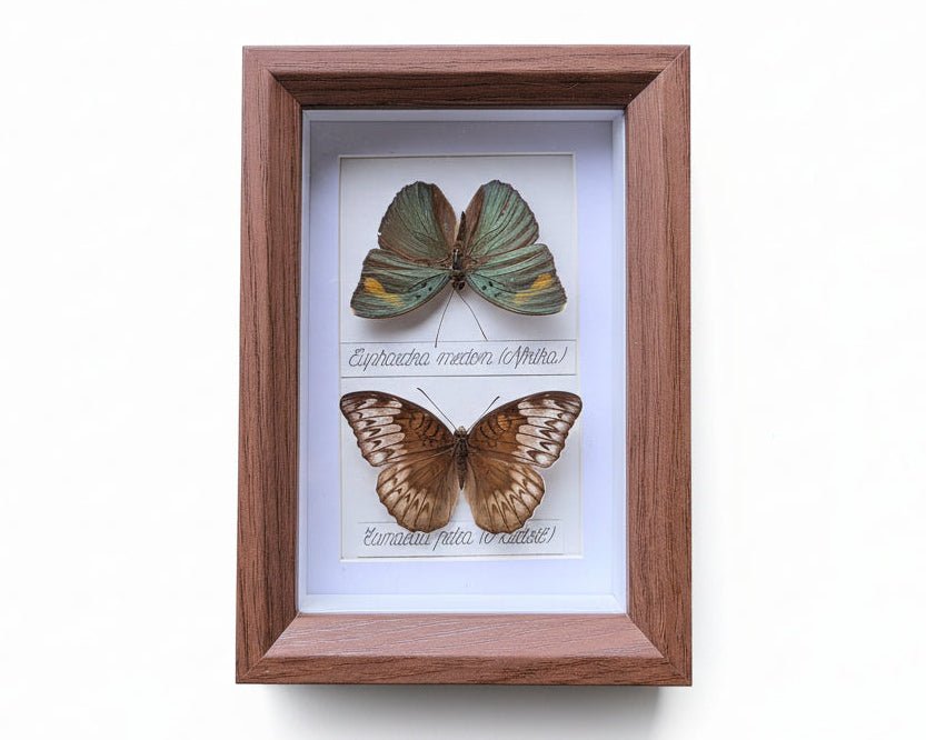 Euphaedra medon en Tanaecia pelea vlinders in kader - Opgezette Werelden