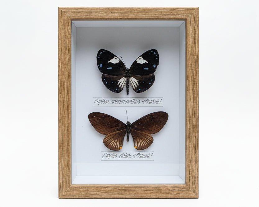 Euploea radamanthus en Papilio slateri vlinders in kader - Opgezette Werelden