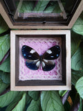 Euploea radamanthus met roze achtergrond afgewerkt met wit kant - Opgezette Werelden