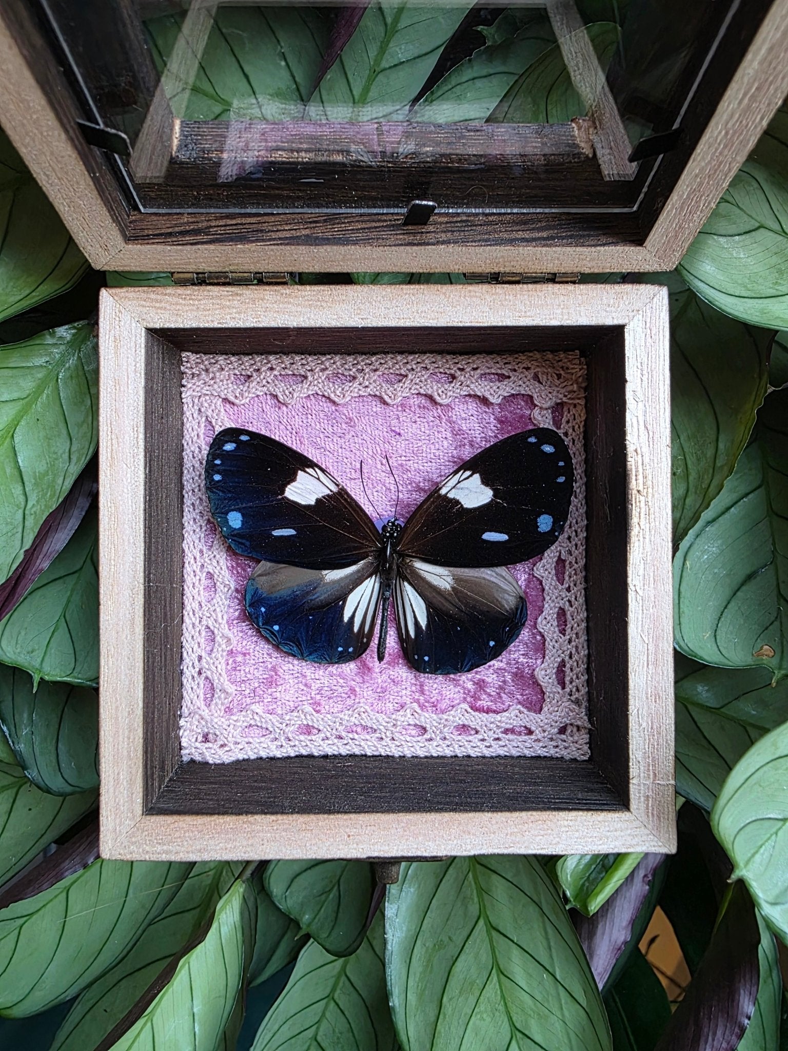 Euploea radamanthus met roze achtergrond afgewerkt met wit kant - Opgezette Werelden