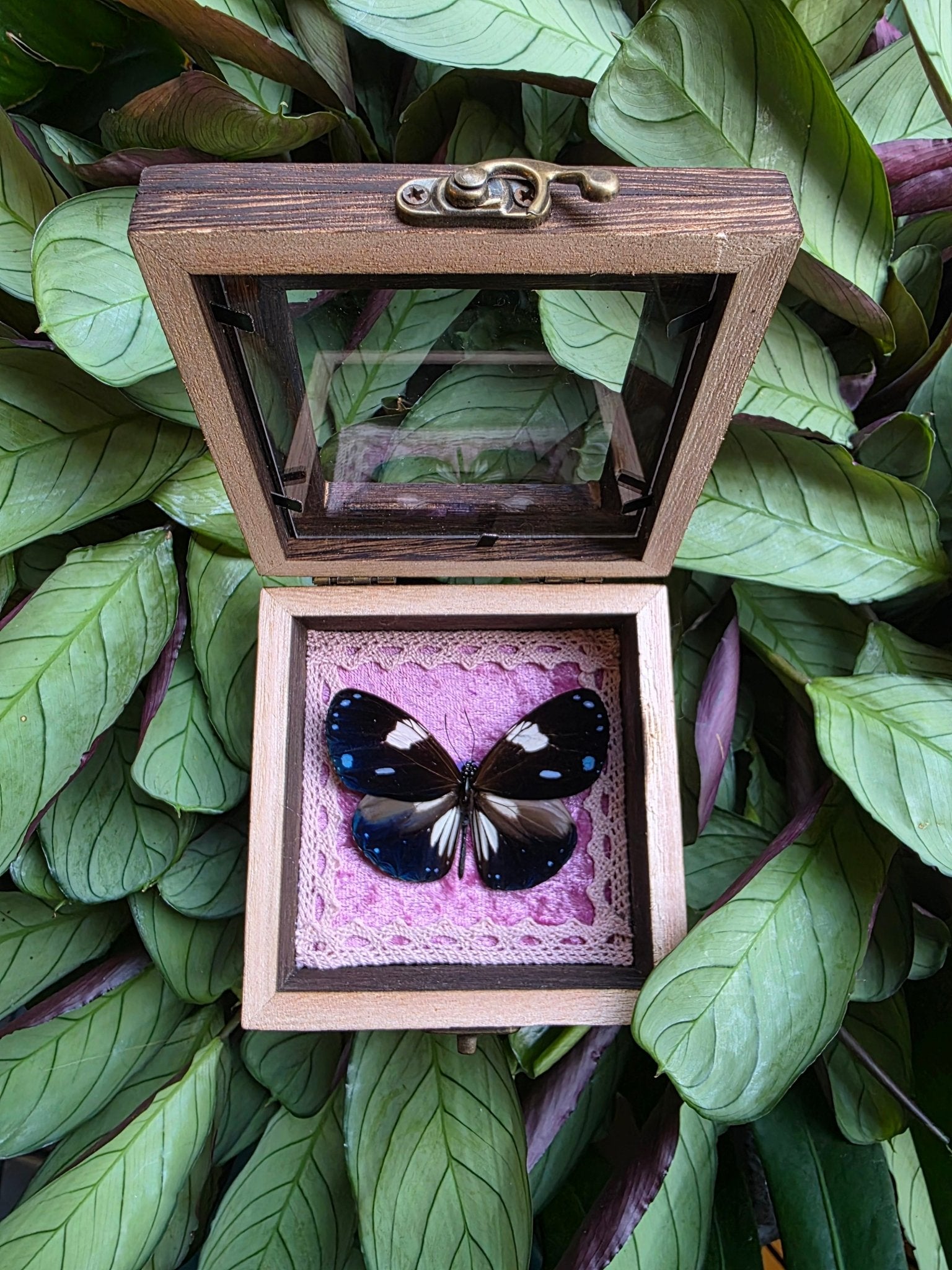 Euploea radamanthus met roze achtergrond afgewerkt met wit kant - Opgezette Werelden