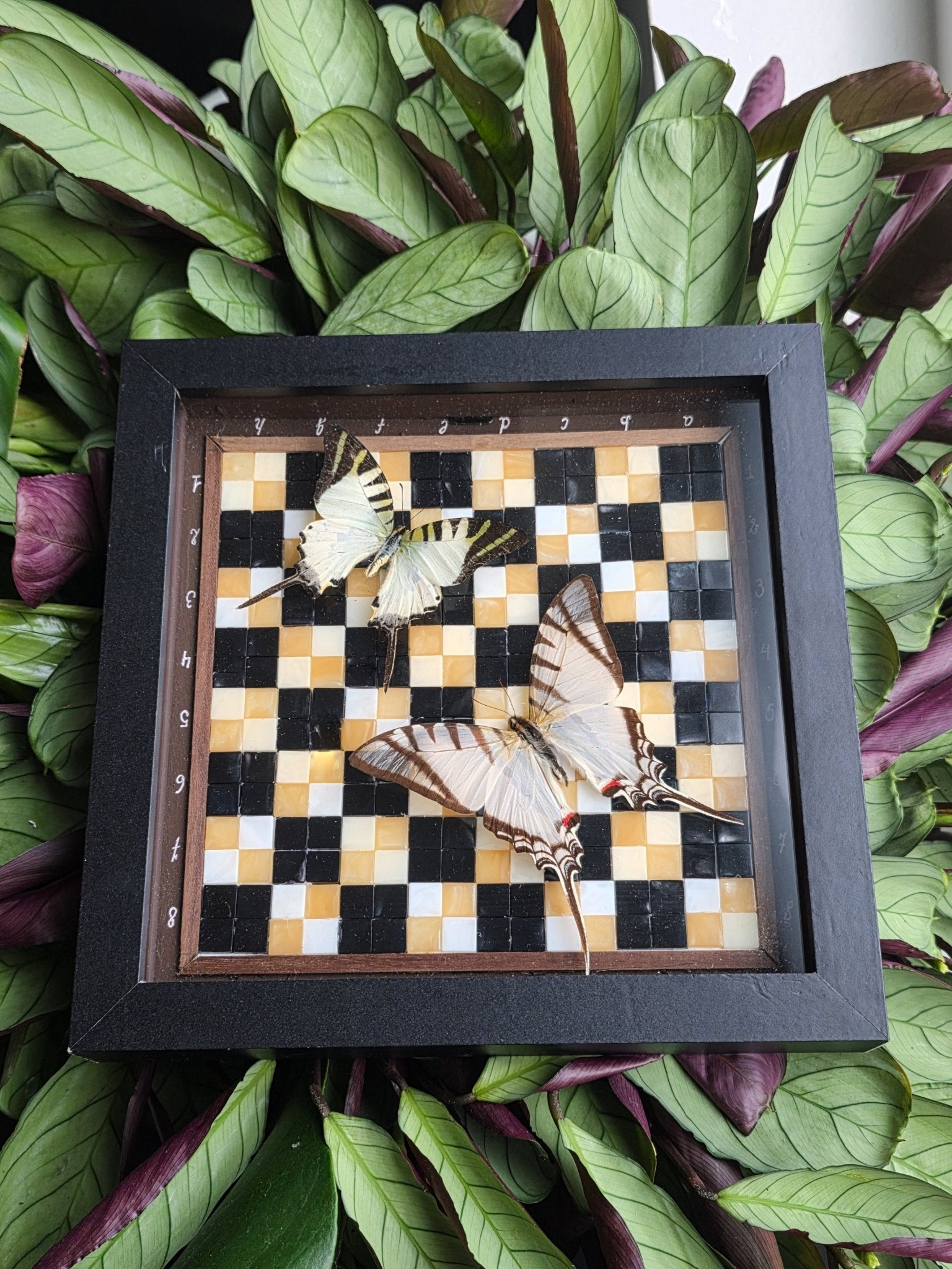 Euritydes protesilaus en Graphium antiphates vlinders in schaakbord kader - Opgezette Werelden