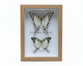 Eurytides protesilaus en Graphium antiphates vlinders in kader - Opgezette Werelden